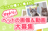 �o�i�[�F���Ȃ��̃y�b�g���������悤�I